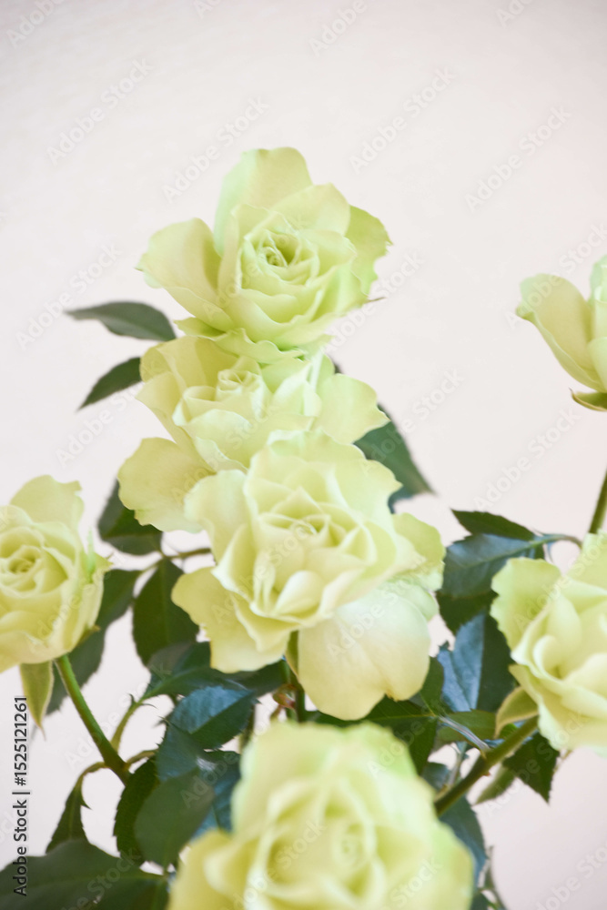 Obraz premium 緑のばら