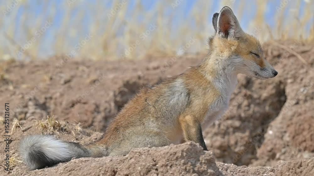 Red Fox (Vulpes vulpes) is a common species in Türkiye. They usually make their nests in tunnels they dig in the soil or in rocks. This video was shot in Diyarbakır Tigris Valley. Red Fox (Vulpes vulpes) is a common species in Türkiye. They usually make their nests in tunnels they dig in the soil or in rocks. This video was shot in Diyarbakır Tigris Valley.