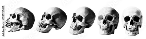 Skull different viewing angles. High quality vector halftone effect. Objects on transparent background. Based on AI generated image 
