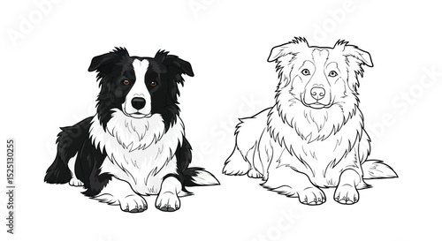Border Collie Coloring Page Featuring Detailed Full Color and Clean Outline Version