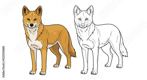 Dingo Coloring Page with Full Color and Outline Wild Dogs for Educational Fun