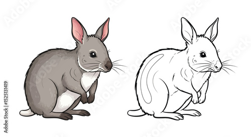 Greater Bilby Coloring Page Featuring Detailed Full Color and Clean Outline Version