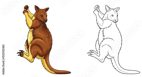 Tree Kangaroo Coloring Page with Full Color and Outline Animals for Educational Fun