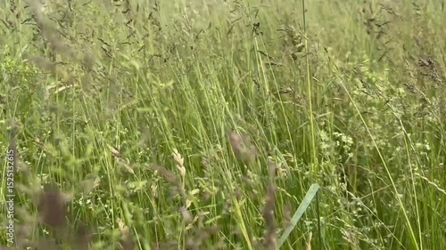 green grass background
