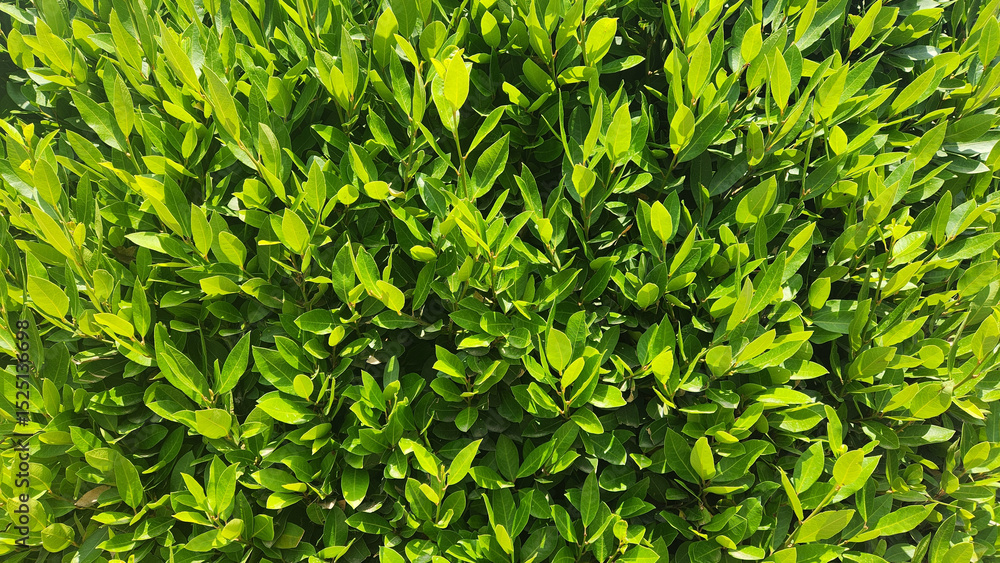 Obraz premium Fresh leaves of Bay Laurel (Laurus nobilis) are aromatic, dark green, and oval, widely prized for their distinct, savory flavor in Mediterranean cuisine and traditional uses.