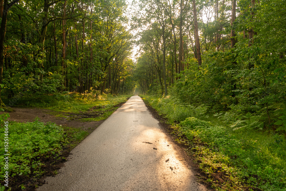 Fototapeta premium droga w puszczy 