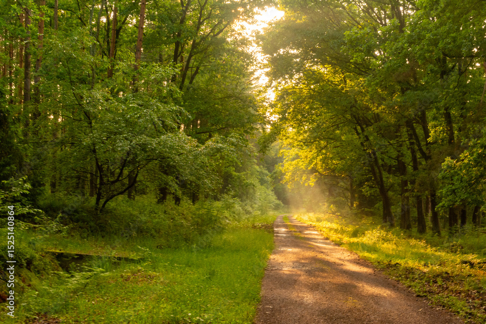 Obraz premium puszcza