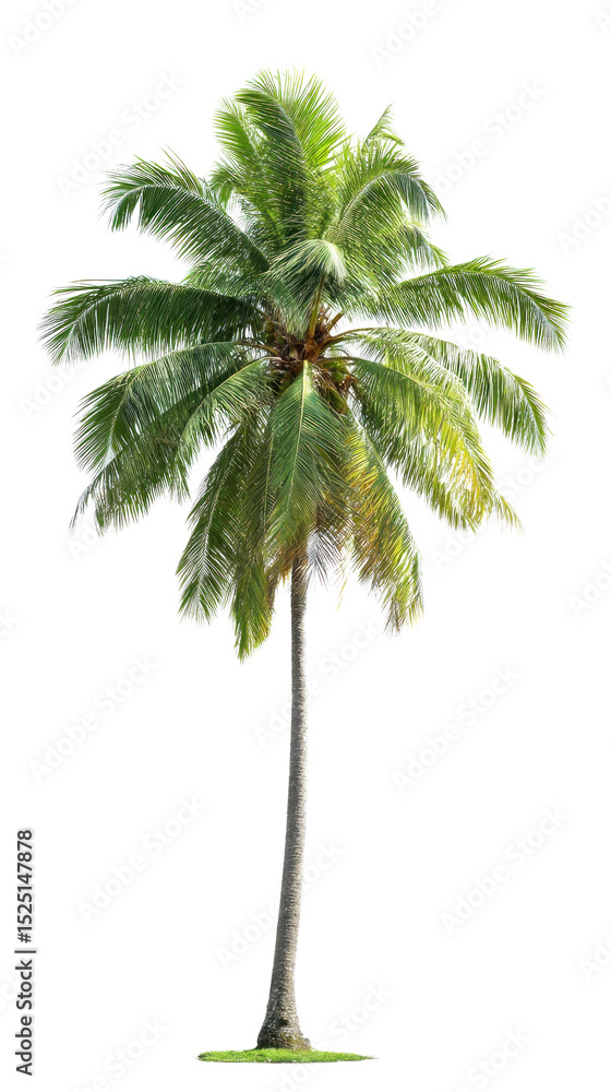 Obraz premium Tropical Palm: Standing tall and proud, a single palm tree displays its lush green fronds and sturdy trunk. Its natural elegance and vibrant foliage evoke a sense of tranquility and escape.