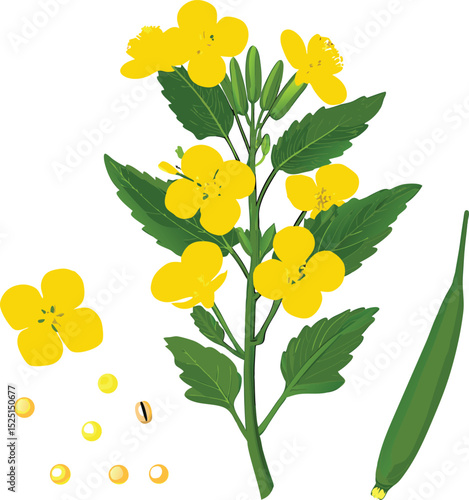 Rapeseed plant illustration with flowers leaves seed pod and loose seeds on white