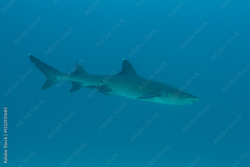 Fototapeta premium Weißspitzen Riffhai Unterwasserfoto