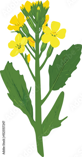 Isolated canola flower illustration with yellow petals and green stem