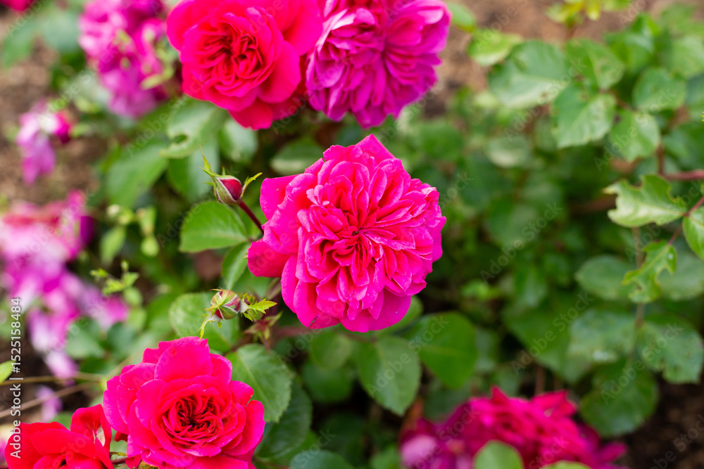 Vibrant magenta and pink roses blooming in a garden, surrounded by lush green leaves. Close-up view of full blossoms and buds in natural light. Ideal floral background for romantic or seasonal themes. Vibrant magenta and pink roses blooming in a garden, surrounded by lush green leaves. Close-up view of full blossoms and buds in natural light. Ideal floral background for romantic or seasonal themes.