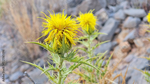 Wallpaper Mural Gelbe Blume in den Bergen von Spanien. Torontodigital.ca