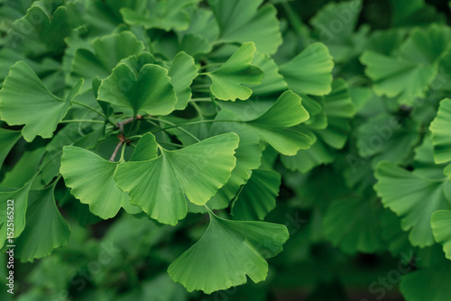 Close-Up of Lush Green Ginkgo Biloba Leaves in Natural Sunlight
