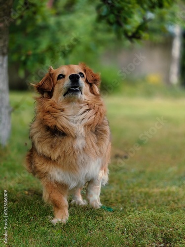 Fluffy brown dog standing on green grass outdoors, looking up with alert expression