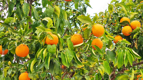 Wallpaper Mural Orangenbaum in Spanien Torontodigital.ca