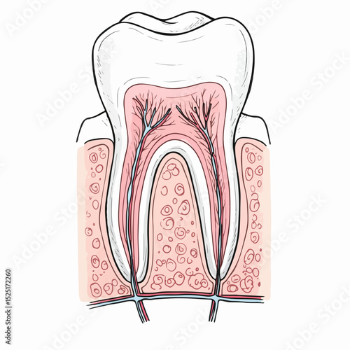 Detailed tooth anatomy illustration showing root canals nerve endings and gum tissue.  This precise dental image depicts internal tooth structure including dentin enamel pulp and periodontal ligament.