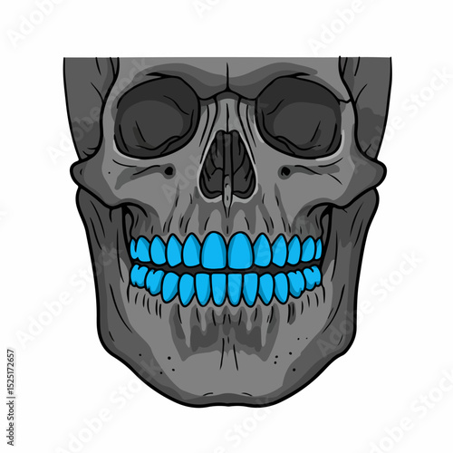 Human skull with bright blue teeth. Detailed anatomical illustration of human skull showing teeth and jawbone structure.