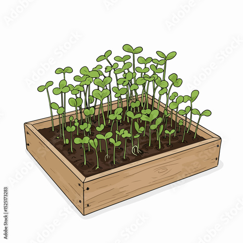 Seedlings in wooden box. Young plants growing in rich soil. Garden sprouts in container perfect for spring gardening.