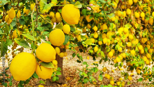 Wallpaper Mural Zitronenbaum in Spanien Torontodigital.ca