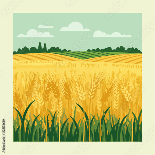 Golden wheat field landscape illustration.  Ripe wheat ears in summer field, green grass, rolling hills under blue sky with fluffy clouds.