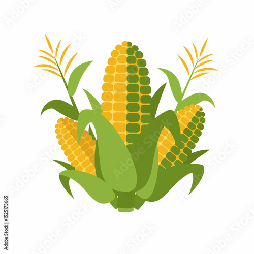 Fresh corn cobs with green leaves and stalks. Illustration shows ripe yellow and green corn ears. Detailed image of corn plants perfect for agricultural publications, farming blogs,