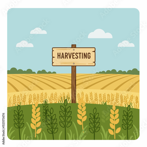 Harvesting wheat field illustration with wooden sign. Golden wheat field ready for harvest season. Rural landscape perfect for farming brochures and gardening websites.