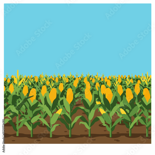 Lush corn field under bright summer sky. Ripe corn cobs on stalks in garden.  Rows of maize plants on farmland ready for harvest.