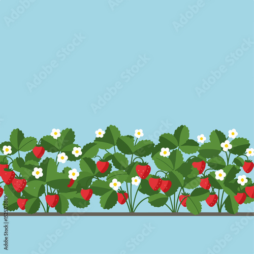 Strawberry plants with ripe red berries and white flowers.  Fresh strawberry plants blooming in garden.  Illustration of strawberry patch perfect for gardening blog or website.