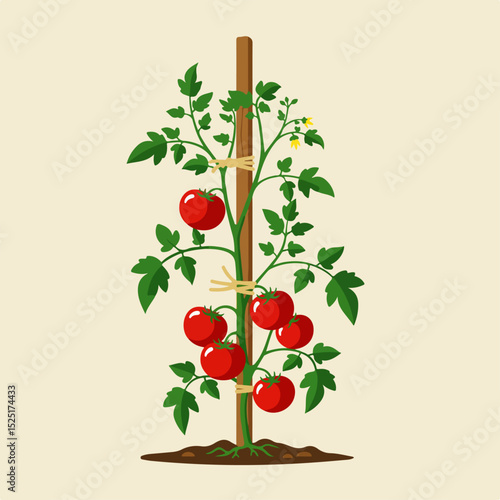 Ripe red tomatoes growing on vine staked with wooden support. Juicy tomatoes plant with green leaves and yellow flowers.