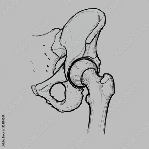 Detailed human hip joint anatomy drawing. Illustration shows hip bone structure, including acetabulum and femur head. This detailed anatomical illustration is perfect for medical textbooks,
