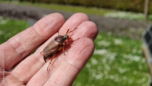 Maikäfer auf der Hand