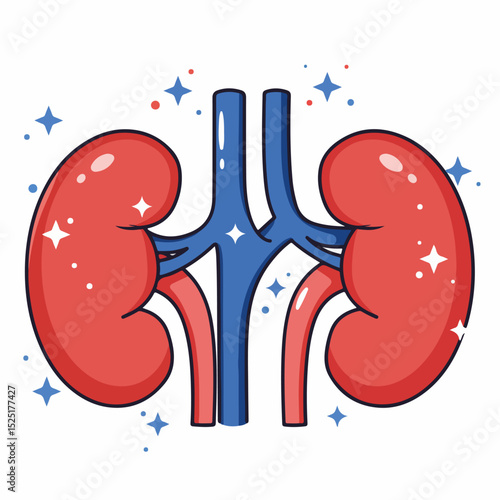 Kidneys illustration, human urinary system, healthy organs, internal anatomy. Detailed drawing of kidneys shows renal arteries and veins.