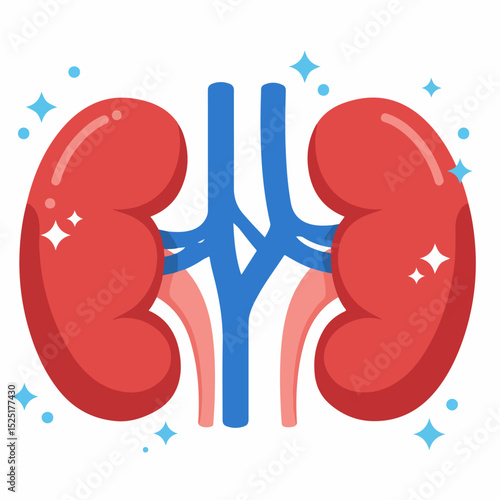 Healthy human kidneys with blood vessels. Detailed illustration of urinary system organs. Bright image of kidneys perfect for medical publications, educational materials, or laboratory presentations.
