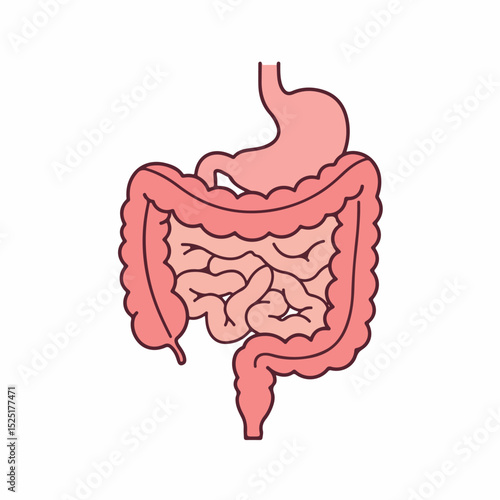 Human digestive system anatomy illustration. Detailed drawing shows stomach, small intestine, large intestine, and rectum.