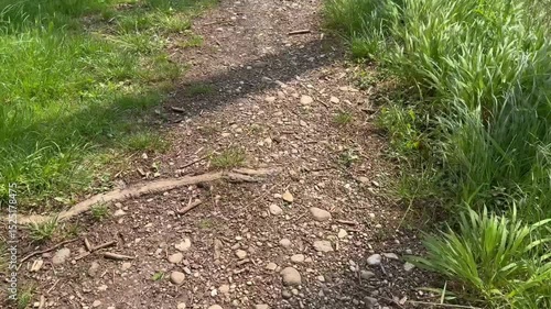 path in the garden