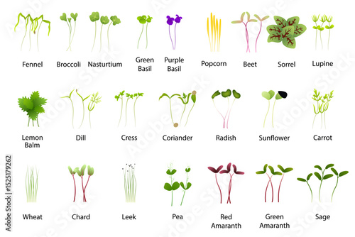 Microgreens of Various Edible Plants Growing