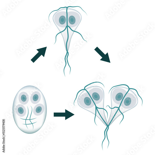 Giardia lamblia life cycle showing trophozoite, encystation and excystation stages