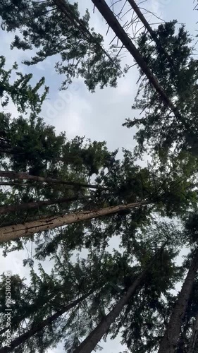 trees in the forest