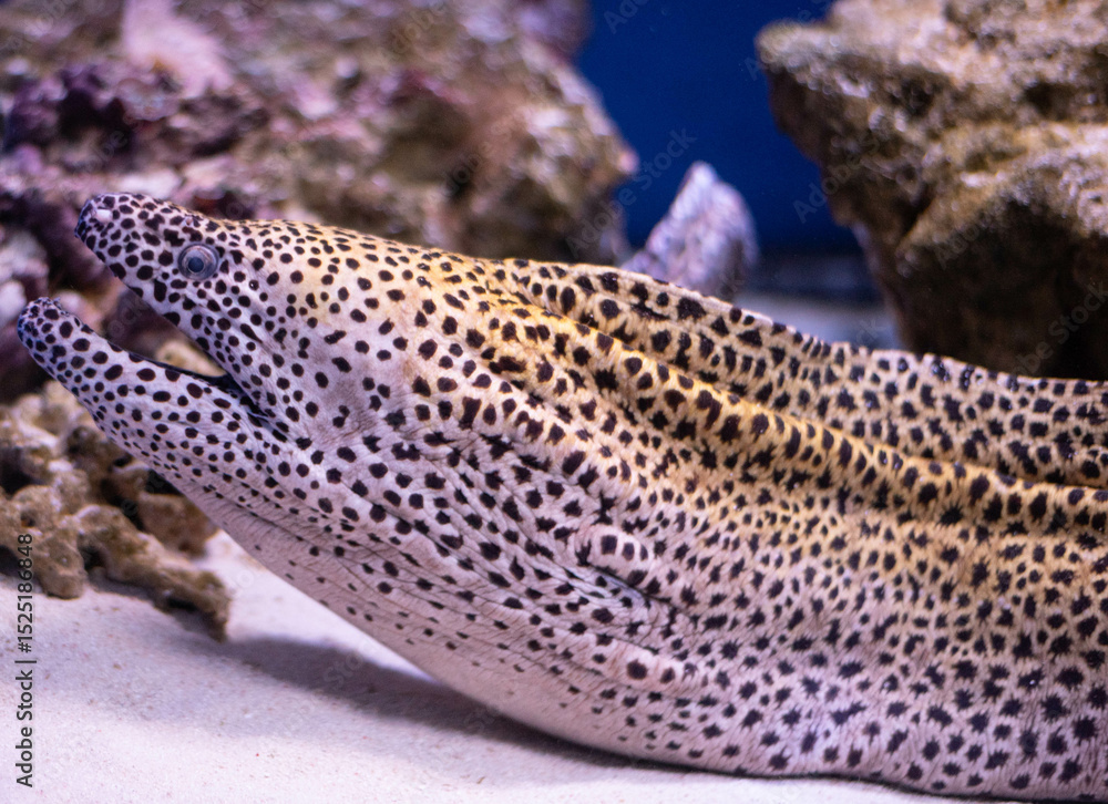 Honeycomb or leopard moray, Gymnothorax favagineus. Predatory moray lies in wait for prey. Leopard moray close-up. Honeycomb or leopard moray, Gymnothorax favagineus. Predatory moray lies in wait for prey. Leopard moray close-up.
