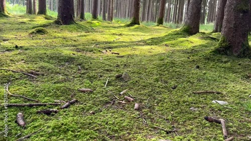 spring in the forest