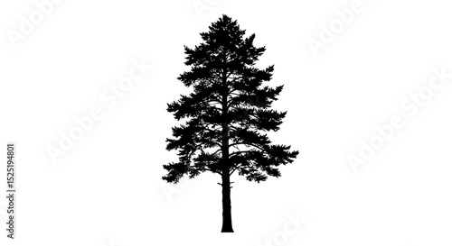 Tall silhouette of evergreen tree against a white background  