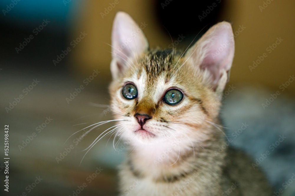 Hopeful kitten gazing with bright eyes Hopeful kitten gazing with bright eyes