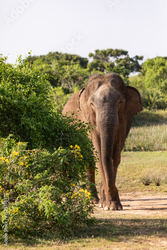 Photography Elephant in the wild, elephant looking for food, elephant sri lanka