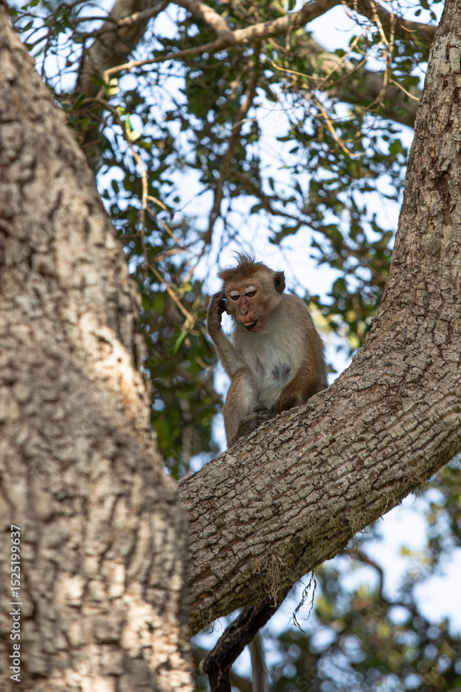 macaque sitting on a tree, monkey, animals of sri lanka macaque sitting on a tree, monkey, animals of sri lanka