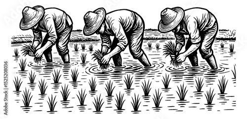 Three Asian Farmers Planting Rice in a Field, Engraving Style Black and White Illustration