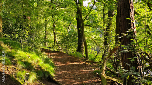 Wallpaper Mural Waldweg in Deutschland Torontodigital.ca