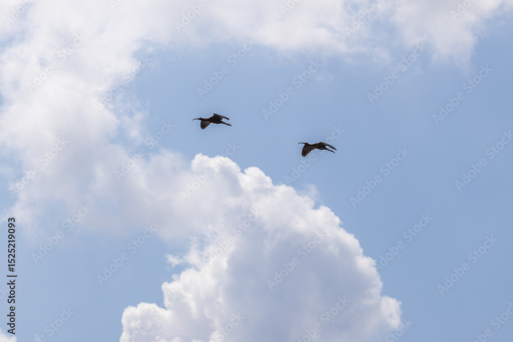 Obraz premium Two glossy ibis birds flying in partly cloudy sky
