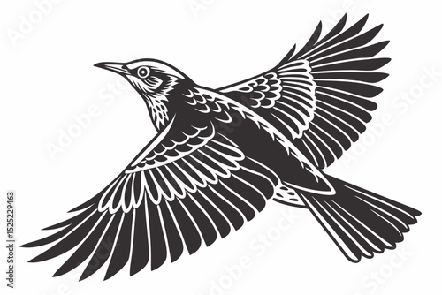 thrush sihouette black vector