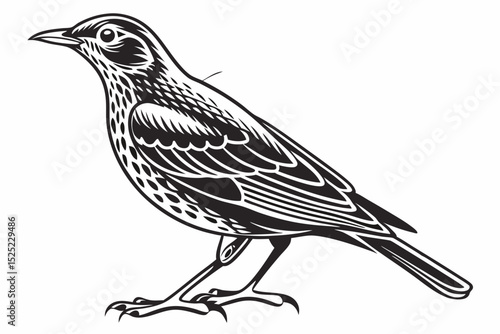 thrush sihouette black vector